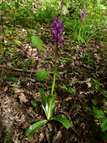 Orchis mascula 'purpurea'